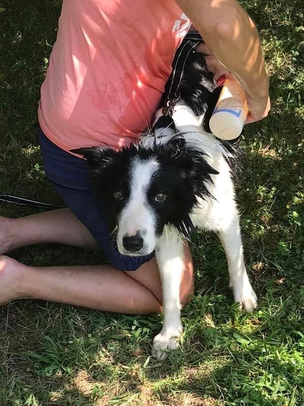 Finley , an adopted Border Collie in Chestertown, MD_image-6