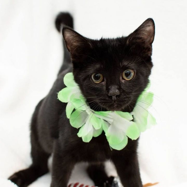 Snap, an adopted Domestic Short Hair Mix in Springfield, MO_image-1