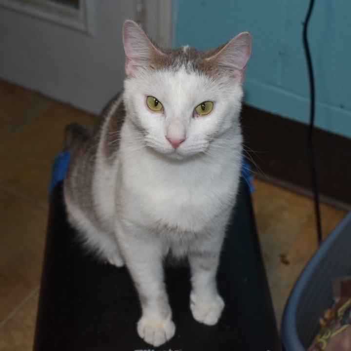 Ozzy, an adoptable Domestic Short Hair in Milledgeville, GA_image-1
