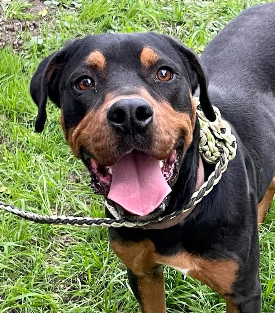 Rumble, an adoptable Rottweiler, Terrier in Junction, TX, 76849 | Photo Image 1