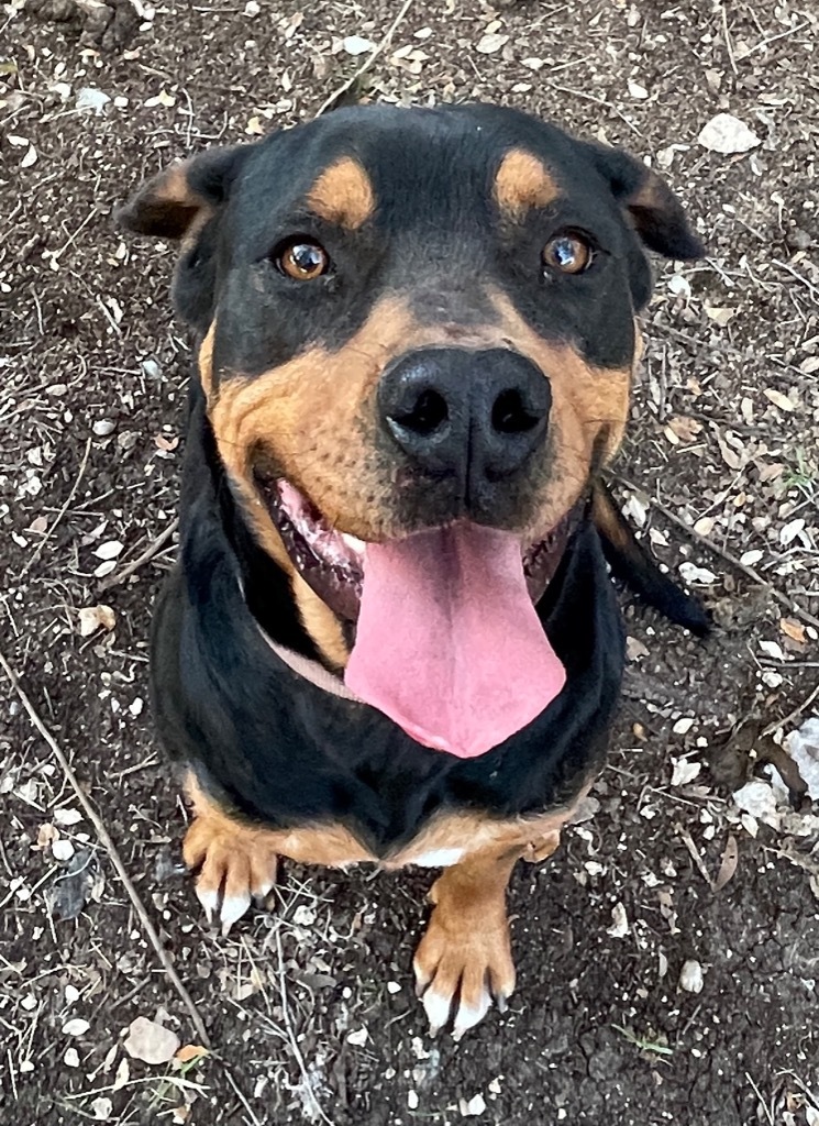 Rumble, an adoptable Rottweiler, Terrier in Junction, TX, 76849 | Photo Image 2