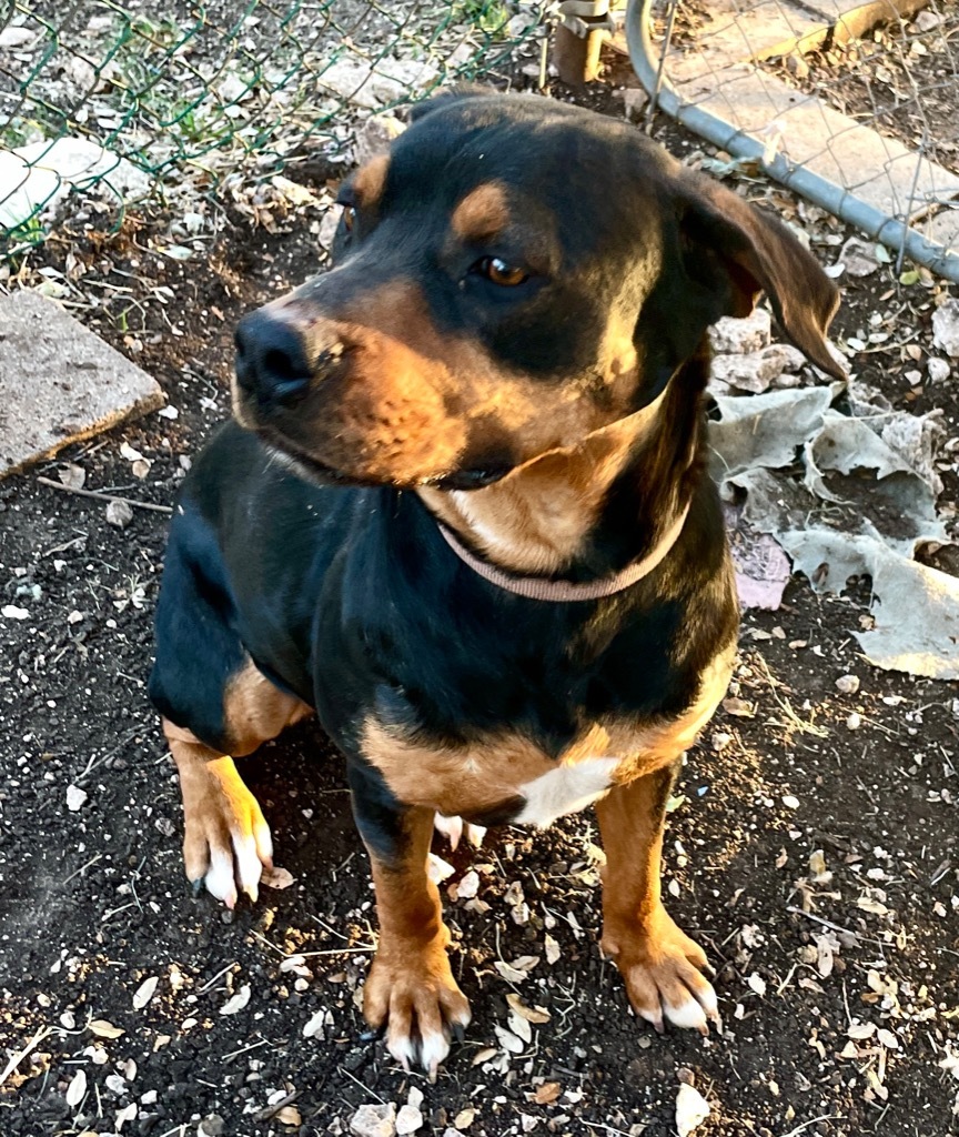 Rumble, an adoptable Rottweiler, Terrier in Junction, TX, 76849 | Photo Image 3