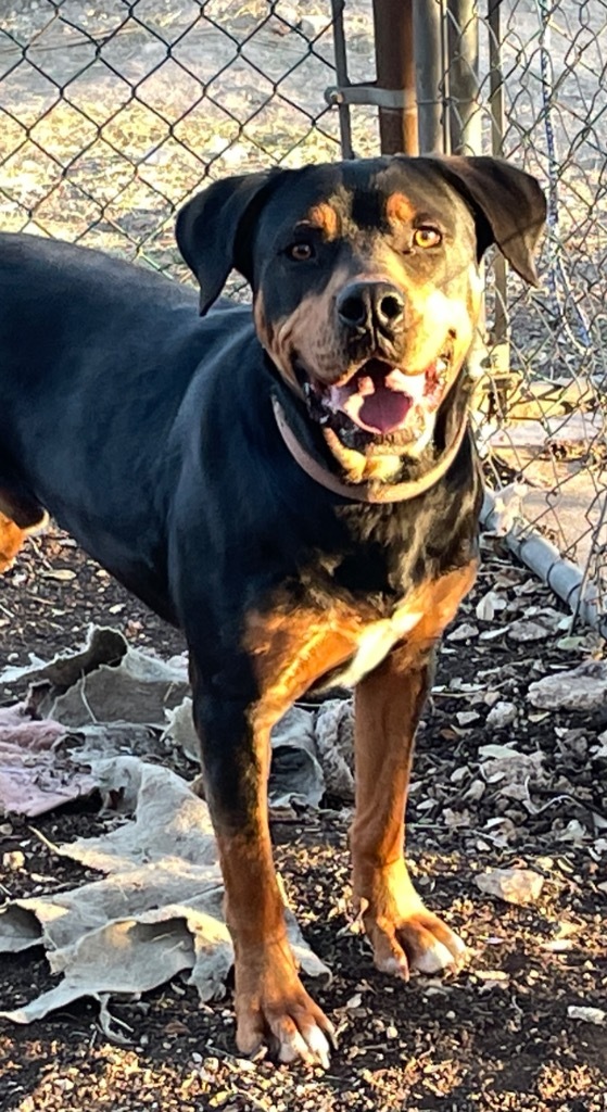 Rumble, an adoptable Rottweiler, Terrier in Junction, TX, 76849 | Photo Image 4