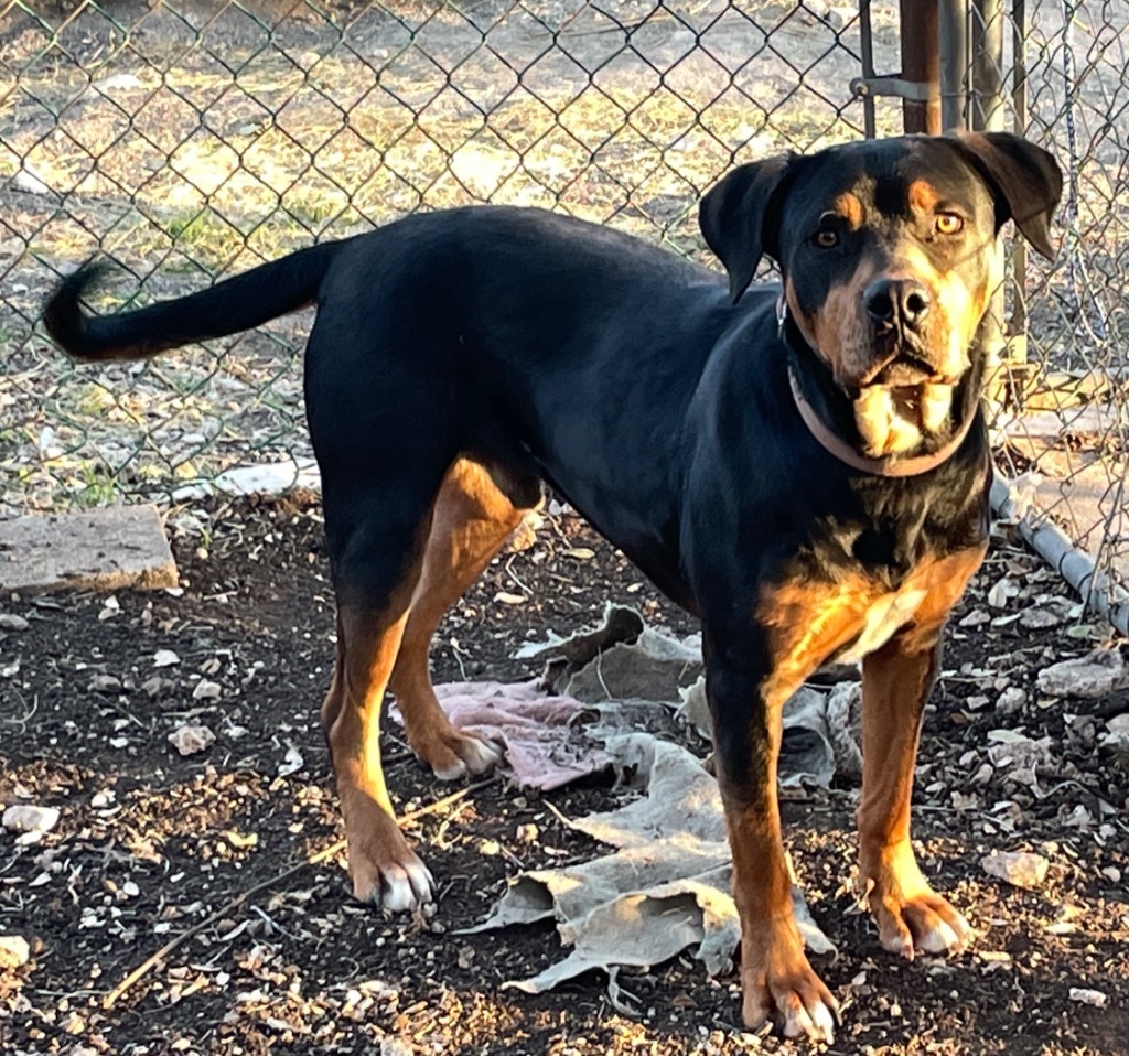 Rumble, an adoptable Rottweiler, Terrier in Junction, TX, 76849 | Photo Image 5