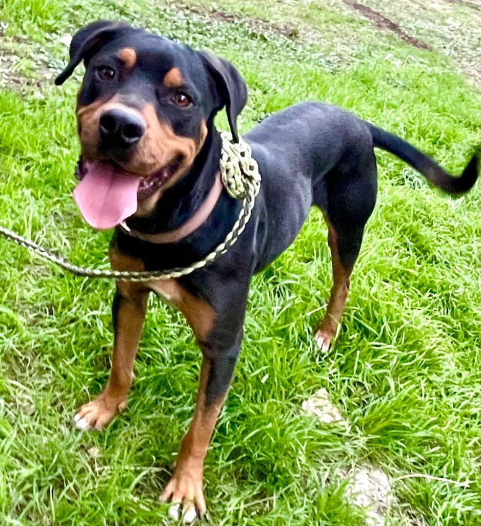 Rumble, an adoptable Rottweiler, Terrier in Junction, TX, 76849 | Photo Image 6