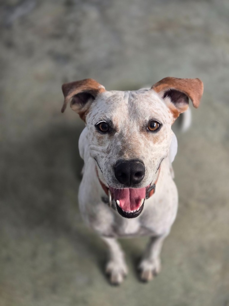 Hunter, an adoptable Labrador Retriever, Australian Cattle Dog / Blue Heeler in Junction, TX, 76849 | Photo Image 1