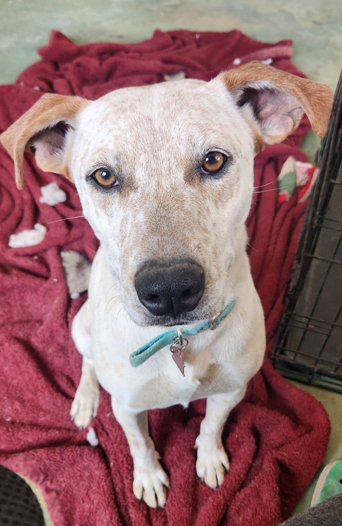 Hunter, an adoptable Labrador Retriever, Australian Cattle Dog / Blue Heeler in Junction, TX, 76849 | Photo Image 2