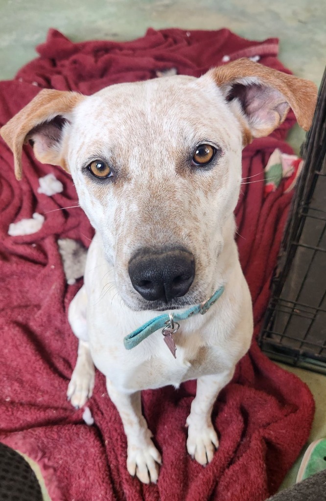Hunter, an adoptable Labrador Retriever, Australian Cattle Dog / Blue Heeler in Junction, TX, 76849 | Photo Image 2
