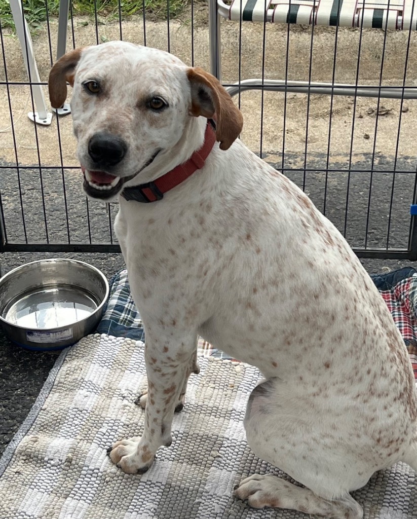 Hunter, an adoptable Labrador Retriever, Australian Cattle Dog / Blue Heeler in Junction, TX, 76849 | Photo Image 3