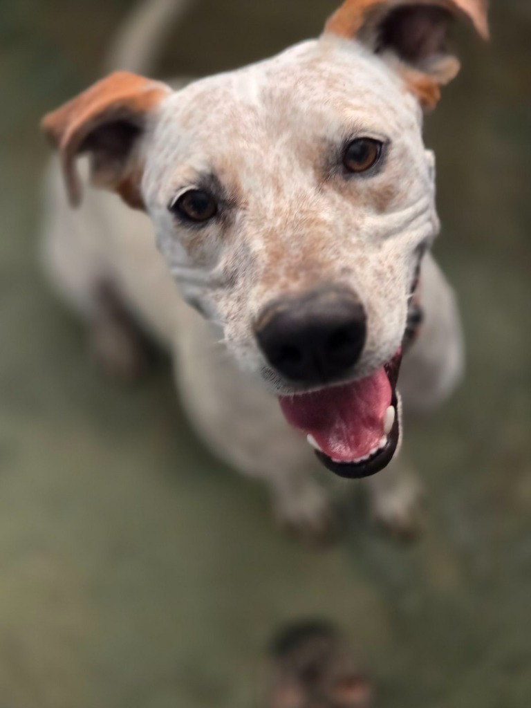 Hunter, an adoptable Labrador Retriever, Australian Cattle Dog / Blue Heeler in Junction, TX, 76849 | Photo Image 4