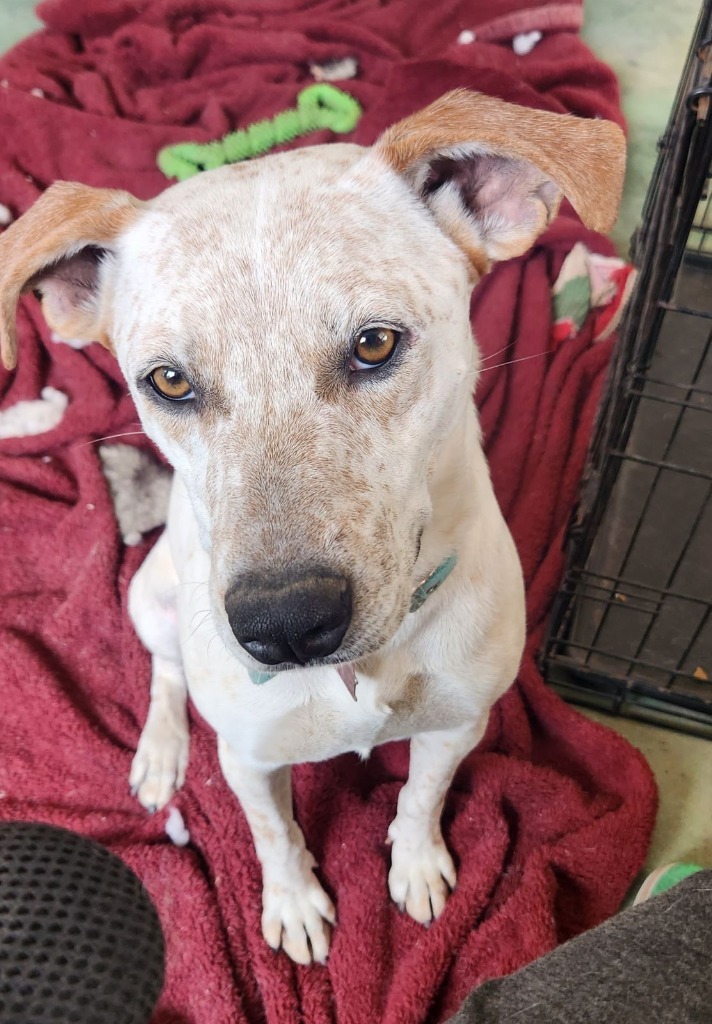 Hunter, an adoptable Labrador Retriever, Australian Cattle Dog / Blue Heeler in Junction, TX, 76849 | Photo Image 5