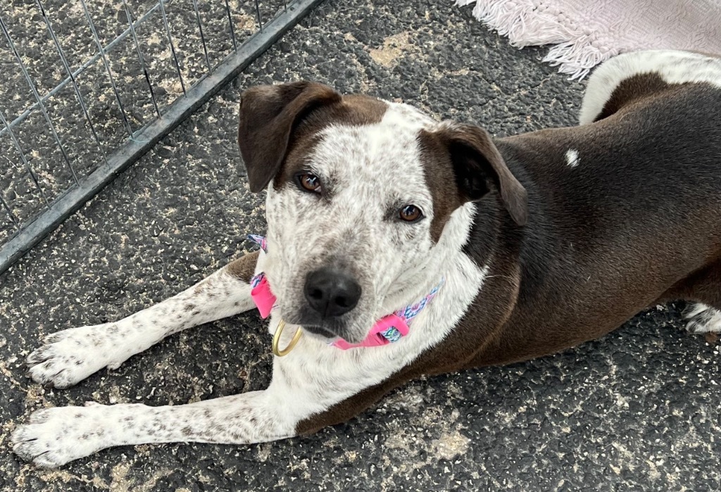 Solavina, an adoptable Australian Cattle Dog / Blue Heeler, Mixed Breed in Junction, TX, 76849 | Photo Image 1