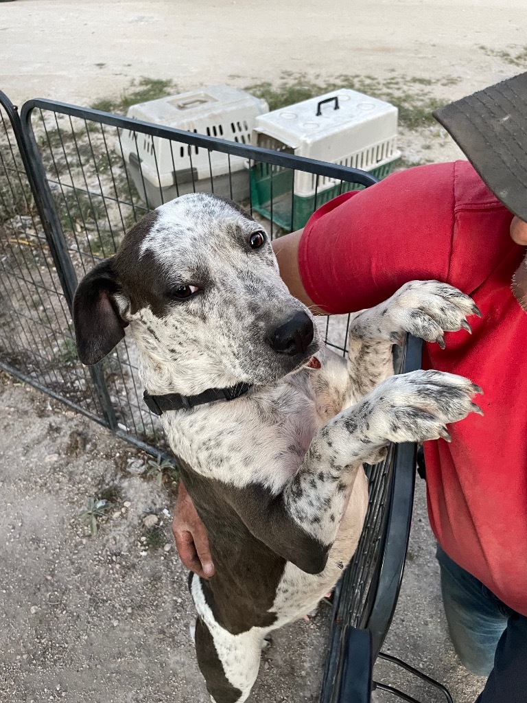 Solavina, an adoptable Australian Cattle Dog / Blue Heeler, Mixed Breed in Junction, TX, 76849 | Photo Image 2