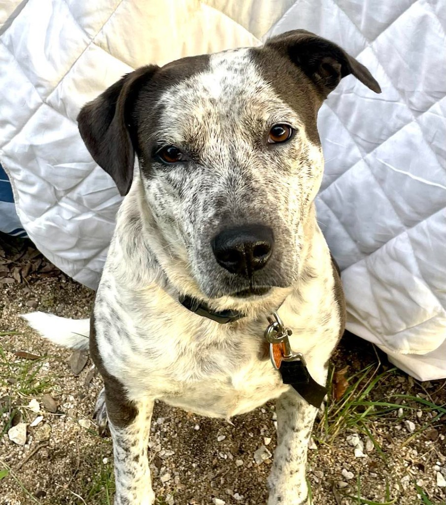 Solavina, an adoptable Australian Cattle Dog / Blue Heeler, Mixed Breed in Junction, TX, 76849 | Photo Image 3