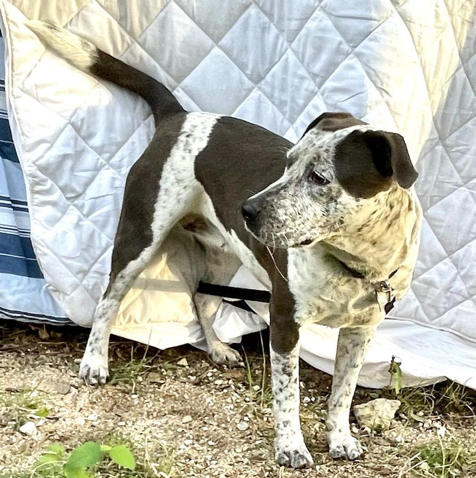 Solavina, an adoptable Australian Cattle Dog / Blue Heeler, Mixed Breed in Junction, TX, 76849 | Photo Image 4