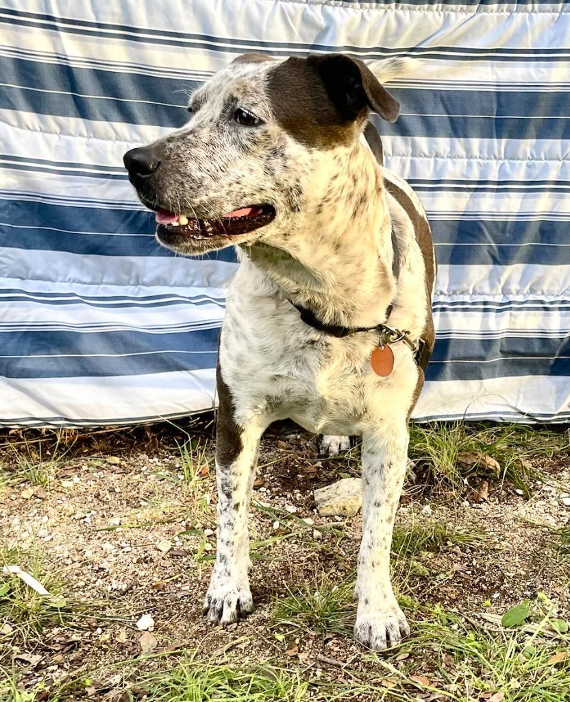 Solavina, an adoptable Australian Cattle Dog / Blue Heeler, Mixed Breed in Junction, TX, 76849 | Photo Image 5