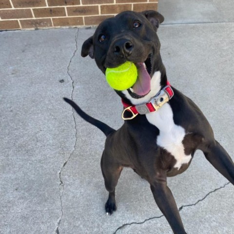 Levi, an adoptable Black Labrador Retriever, Pit Bull Terrier in Dixon, IL, 61021 | Photo Image 1