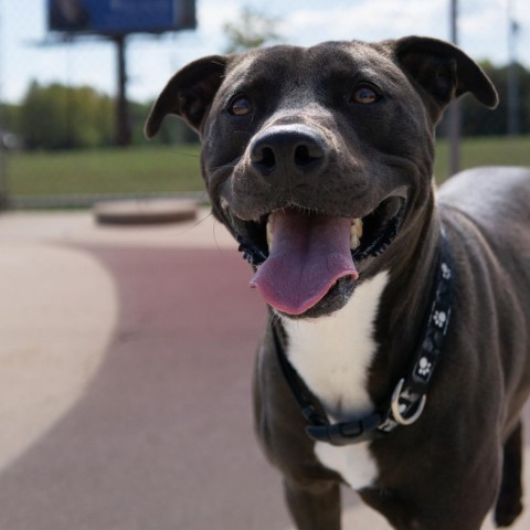 Levi, an adoptable Black Labrador Retriever, Pit Bull Terrier in Dixon, IL, 61021 | Photo Image 1