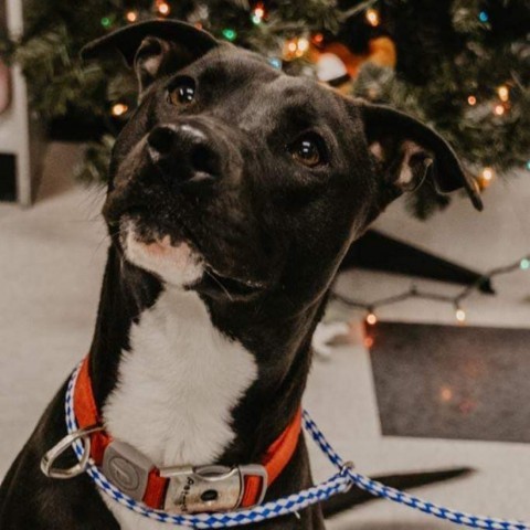 Levi, an adoptable Black Labrador Retriever, Pit Bull Terrier in Dixon, IL, 61021 | Photo Image 2