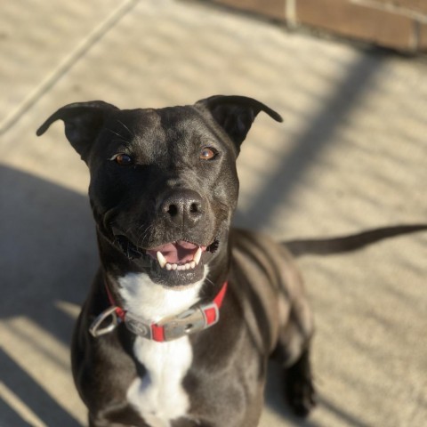 Levi, an adoptable Black Labrador Retriever, Pit Bull Terrier in Dixon, IL, 61021 | Photo Image 2