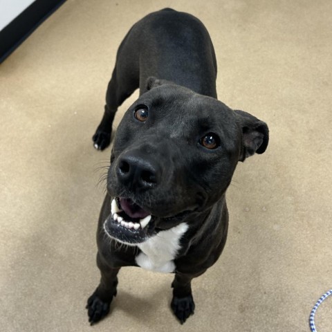 Levi, an adoptable Black Labrador Retriever, Pit Bull Terrier in Dixon, IL, 61021 | Photo Image 2