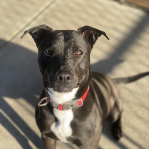 Levi, an adoptable Black Labrador Retriever, Pit Bull Terrier in Dixon, IL, 61021 | Photo Image 3