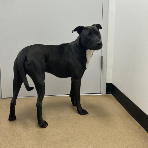 Levi, an adoptable Black Labrador Retriever, Pit Bull Terrier in Dixon, IL, 61021 | Photo Image 5