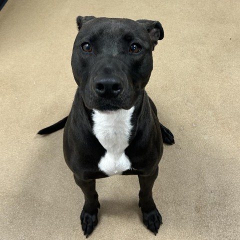 Levi, an adoptable Black Labrador Retriever, Pit Bull Terrier in Dixon, IL, 61021 | Photo Image 6