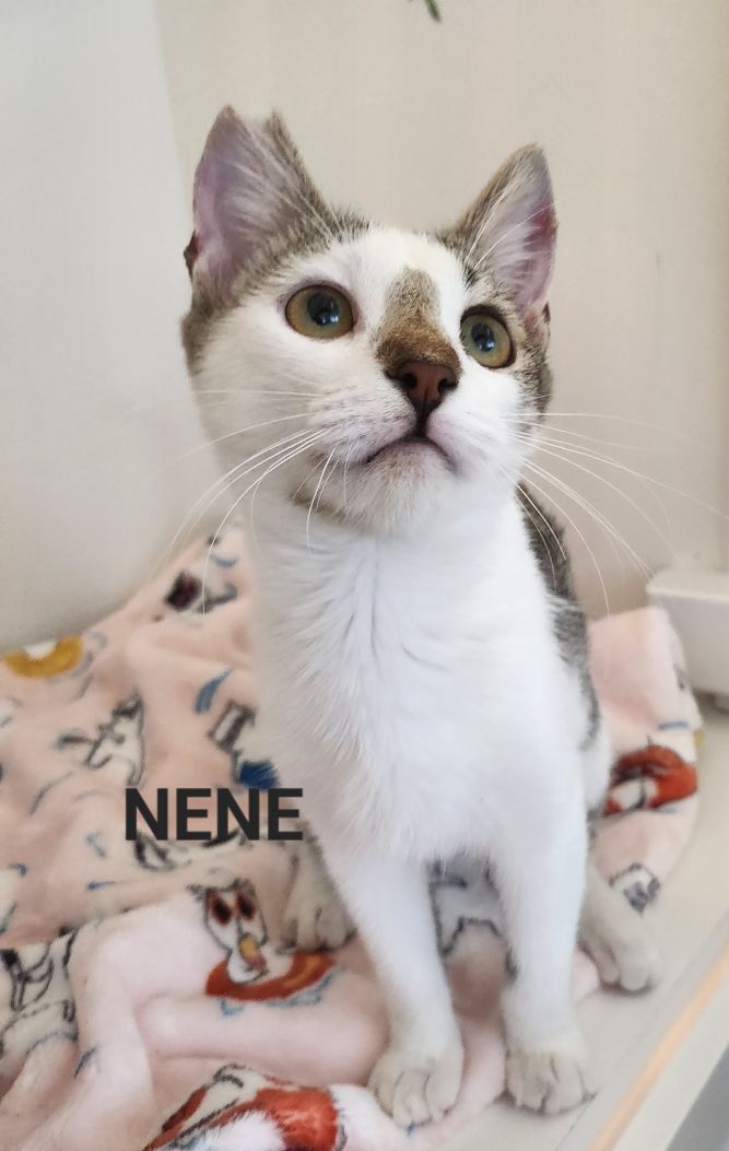 Nene