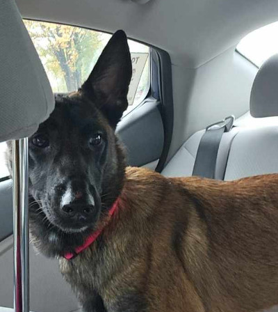 Sydney, an adoptable Belgian Shepherd / Malinois in Vancouver, WA, 98686 | Photo Image 1