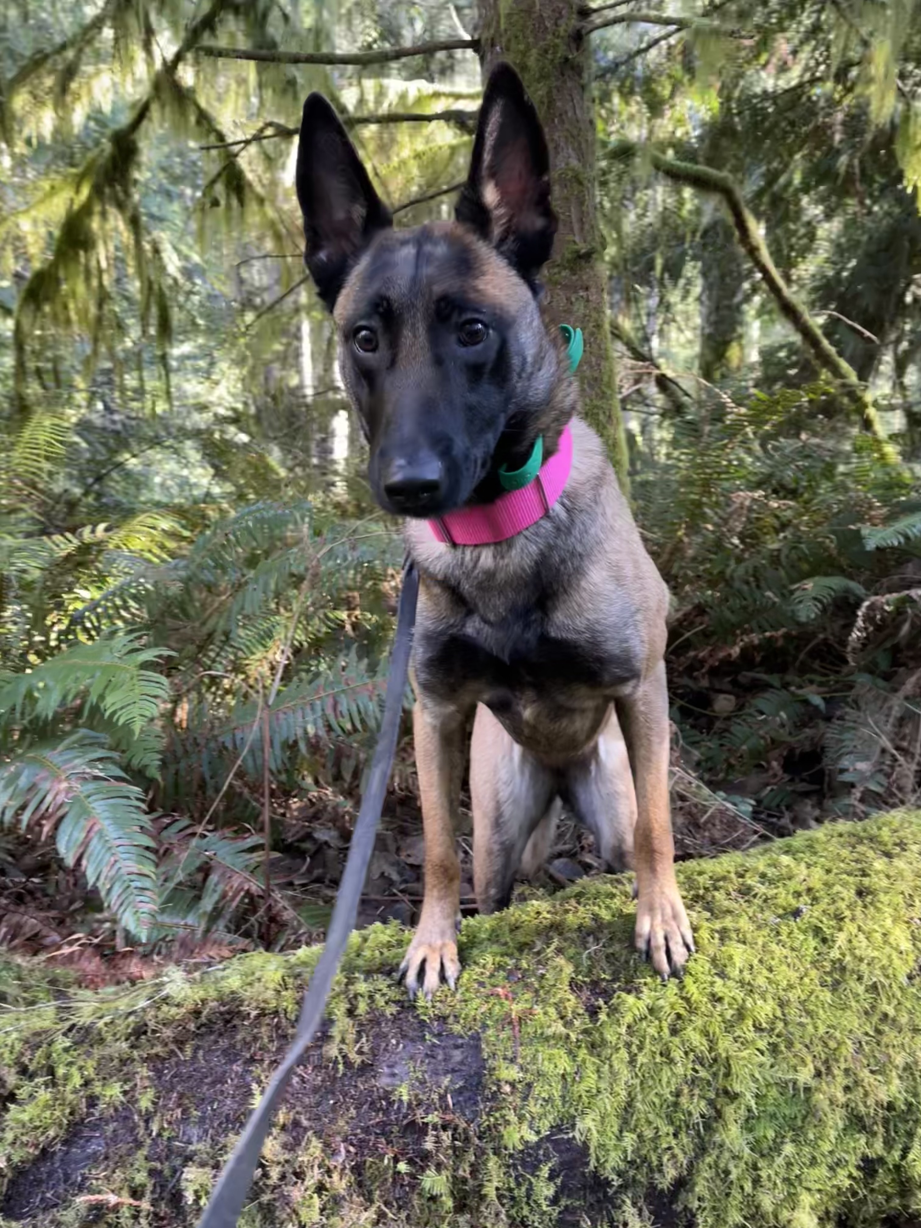 Sydney, an adoptable Belgian Shepherd / Malinois in Vancouver, WA, 98686 | Photo Image 1