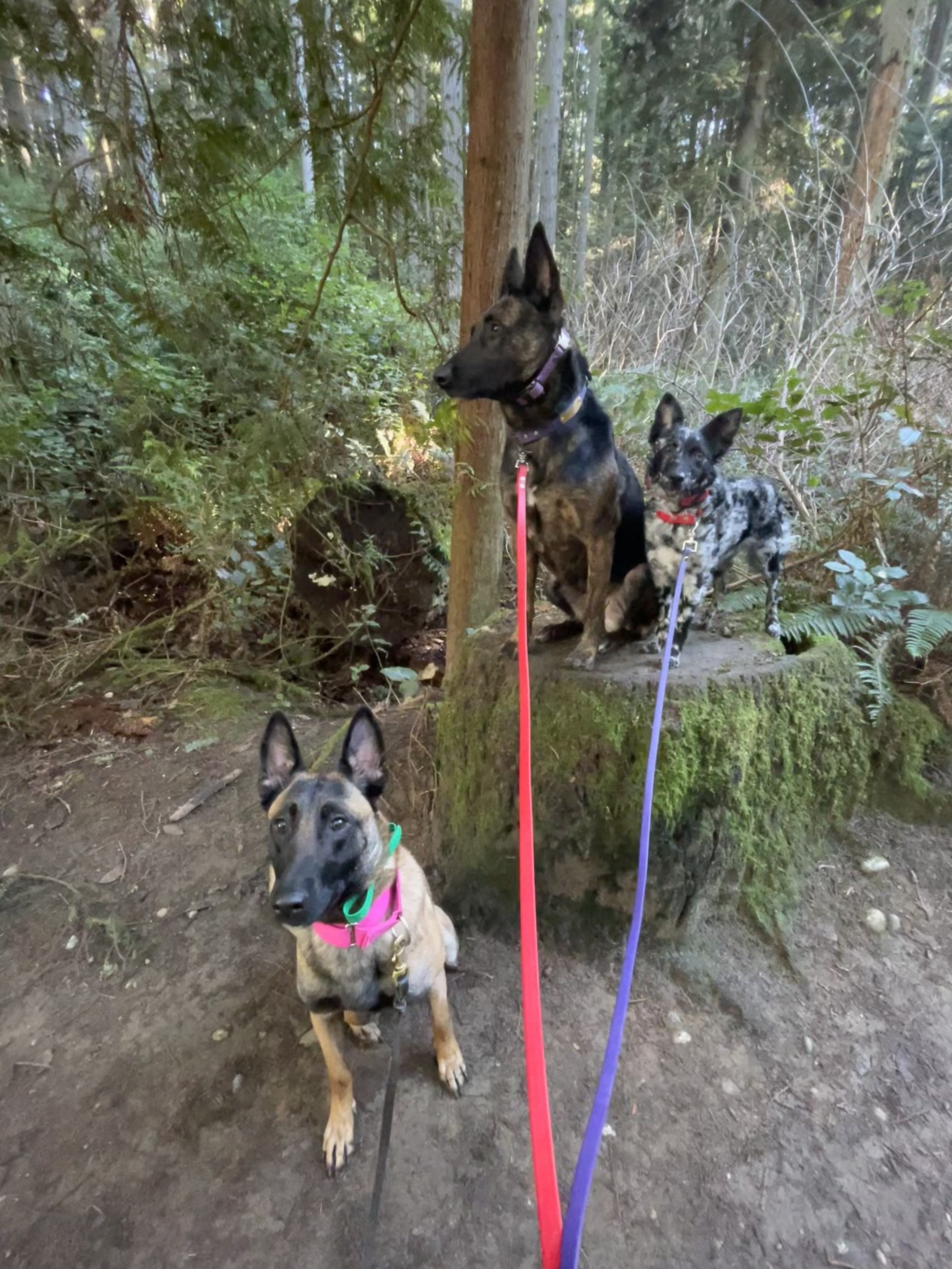 Sydney, an adoptable Belgian Shepherd / Malinois in Vancouver, WA, 98686 | Photo Image 3