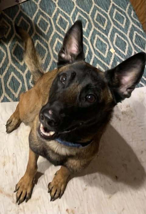 Sydney, an adoptable Belgian Shepherd / Malinois in Vancouver, WA, 98686 | Photo Image 4