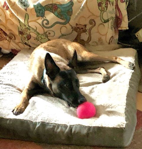 Sydney, an adoptable Belgian Shepherd / Malinois in Vancouver, WA, 98686 | Photo Image 5