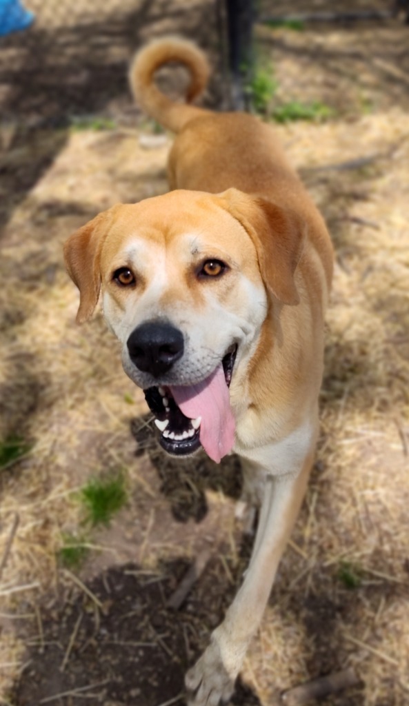 Fiona, an adoptable Great Dane in Little Rock, AR, 72210 | Photo Image 1