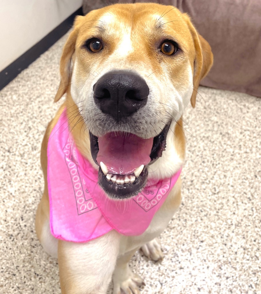 Fiona, an adoptable Great Dane in Little Rock, AR, 72210 | Photo Image 2