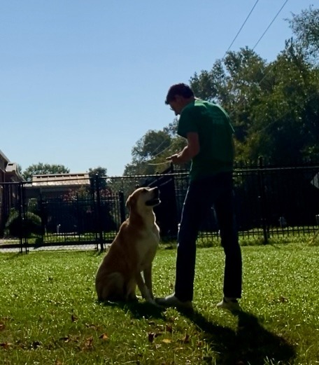 Fiona, an adoptable Great Dane in Little Rock, AR, 72210 | Photo Image 3