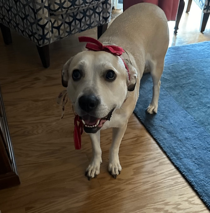 Great pyrenees best sale staffordshire terrier mix