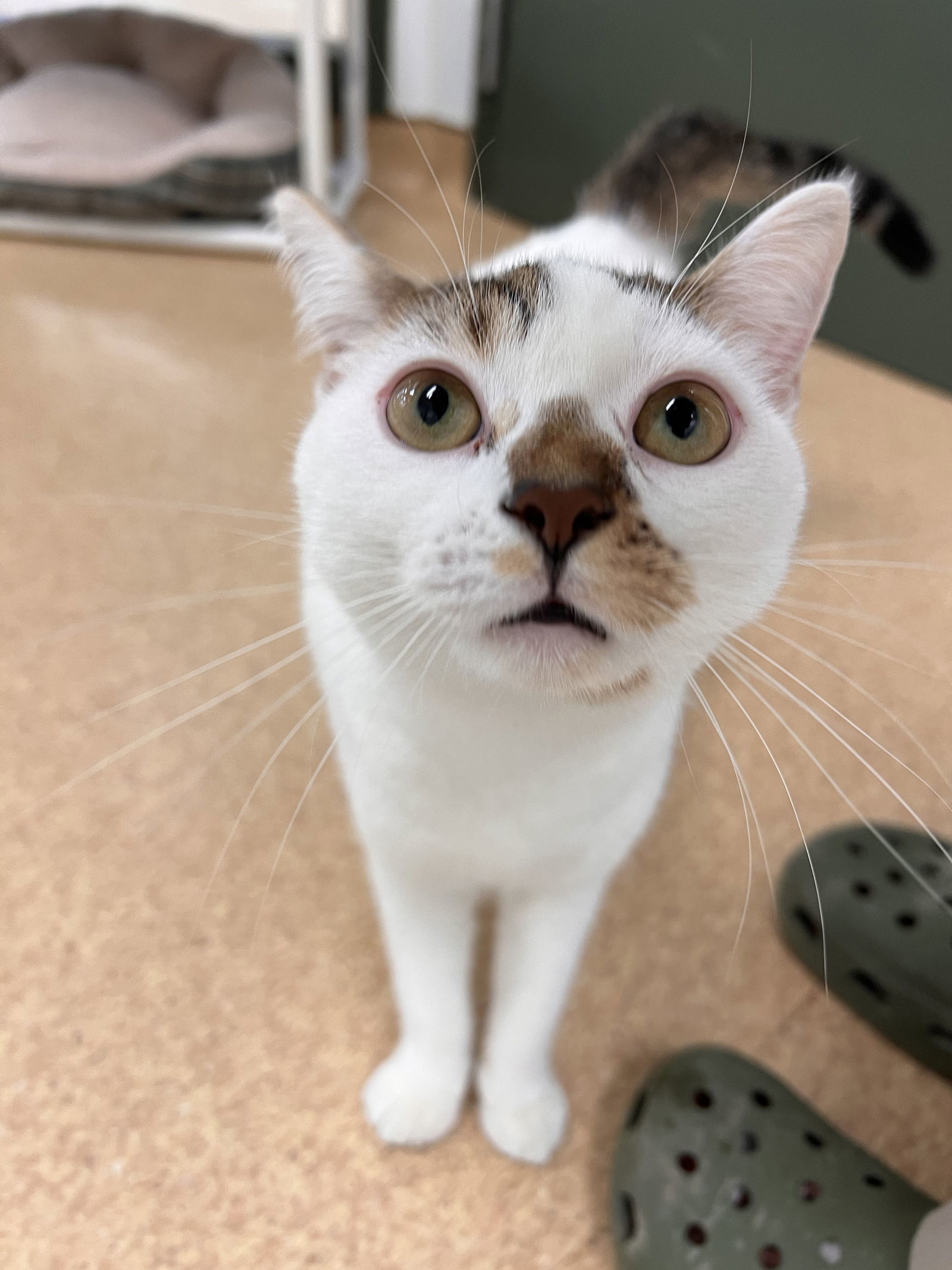 2312-1636 Miracle (Off Site Foster), an adoptable Domestic Short Hair in Virginia Beach, VA, 23451 | Photo Image 1