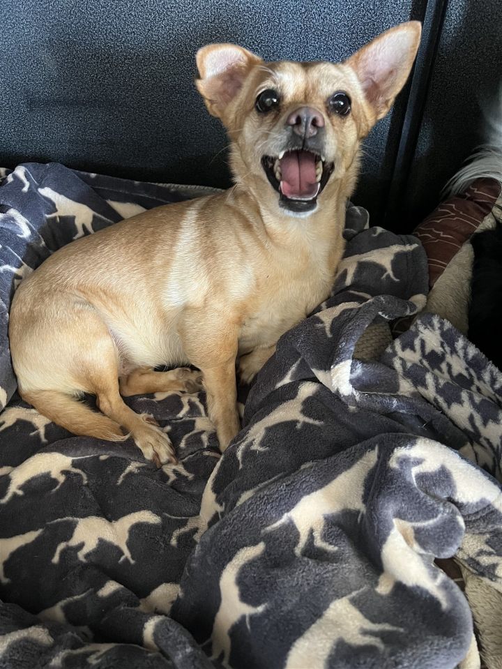 Minnie, an adoptable Chihuahua in Ramona, CA_image-1