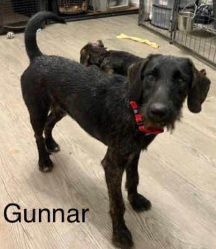 Gunnar, an adoptable Schnauzer & Beagle Mix in Highland, MD_image-4