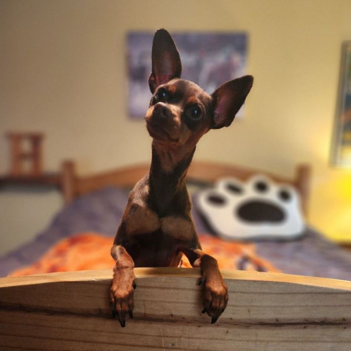 Luigi , an adoptable Miniature Pinscher & Manchester Terrier Mix in Clovis, CA_image-3