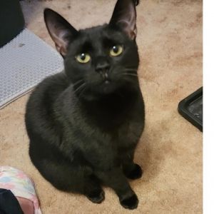 Pepper