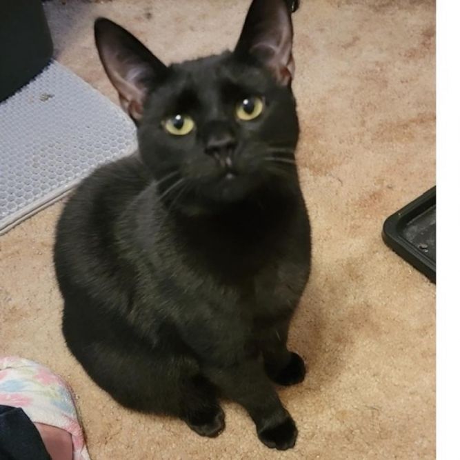 Pepper