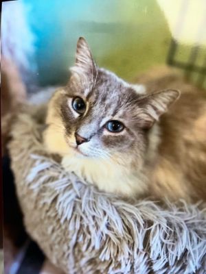 Petfinder best sale siberian cat