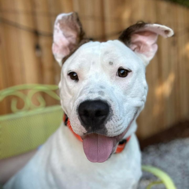 Dog Mom Demonstrates Difference Between Her Staffy and American Bully in  Funny Video