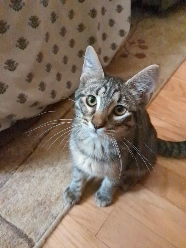 Army, an adopted Tabby in Manhattan, KS_image-1