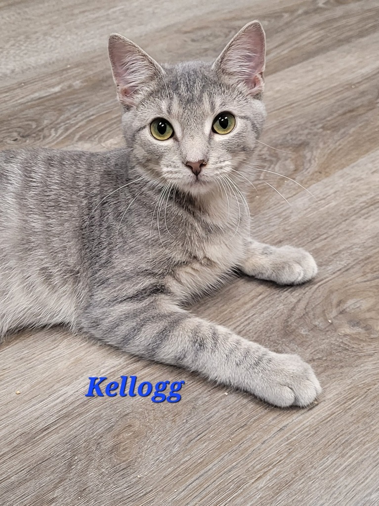 Kellogg, an adoptable Domestic Short Hair in Cedar Rapids, IA, 52404 | Photo Image 1