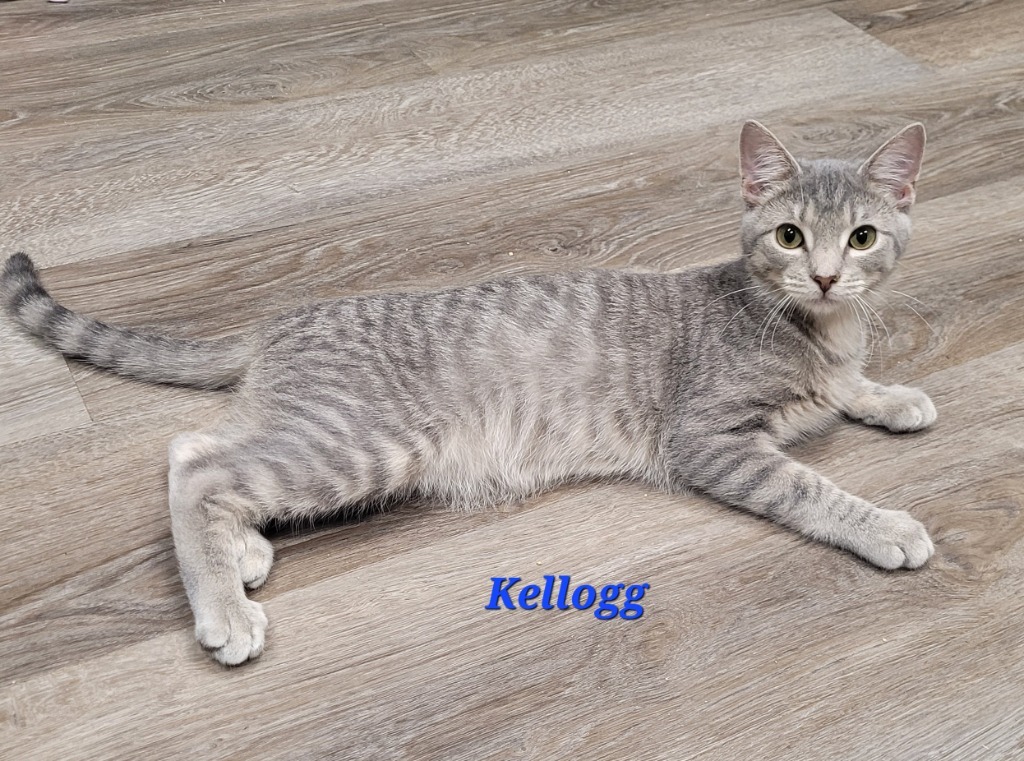 Kellogg, an adoptable Domestic Short Hair in Cedar Rapids, IA, 52404 | Photo Image 2