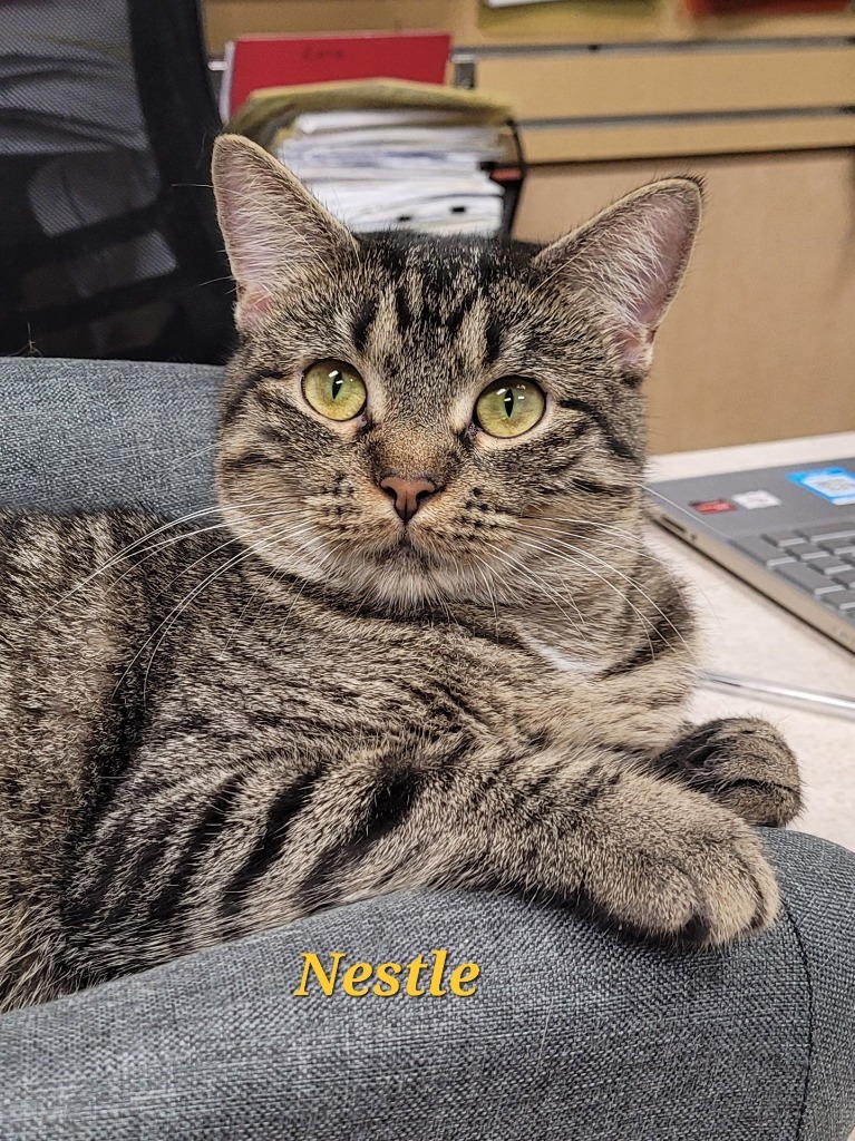 Nestle, an adoptable Domestic Short Hair in Cedar Rapids, IA, 52404 | Photo Image 1